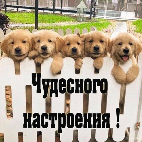 голден ретривер