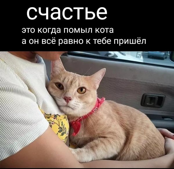 стресс у кошки