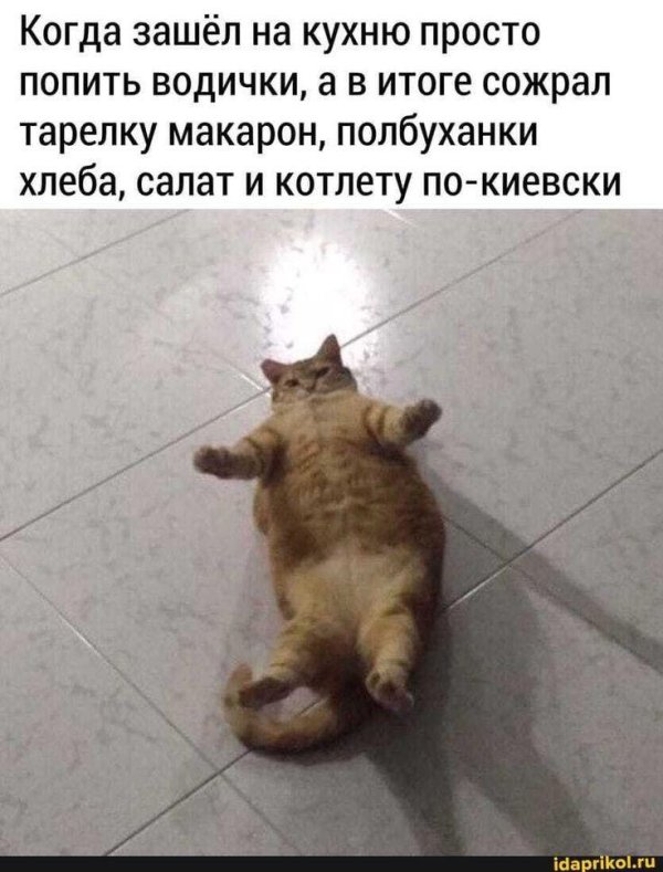 жирные коты