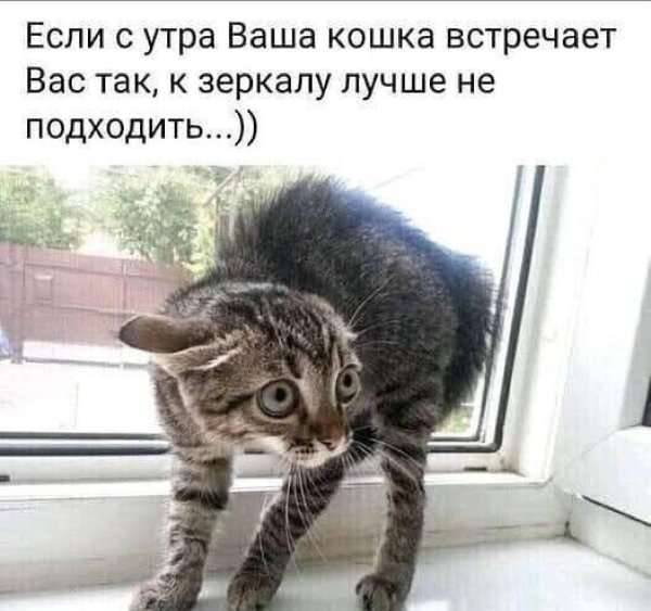 трусливые кошки
