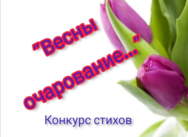 сиреневые тюльпаны