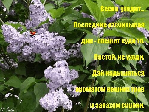 сирень стих