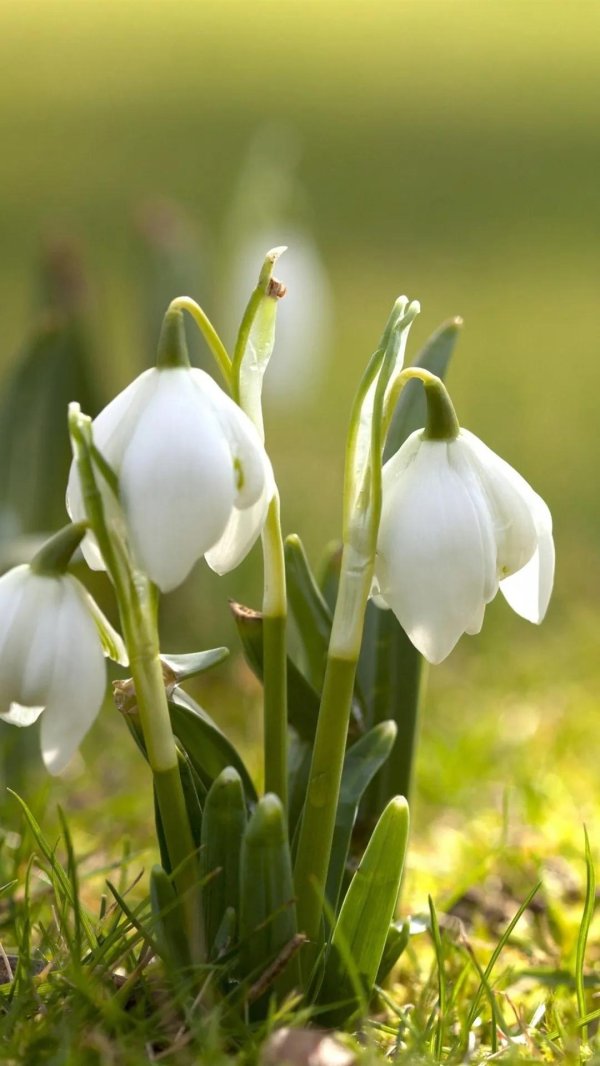 первоцветы подснежники