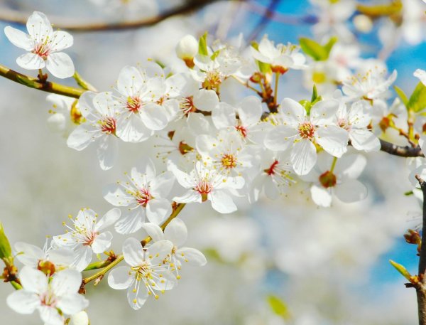 цветущая ветка