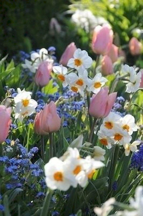 нарцисс тюльпан пион