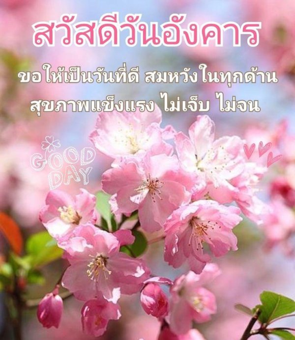 яблоня черри блоссом