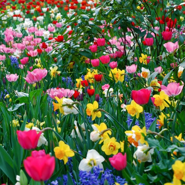 цветочная поляна