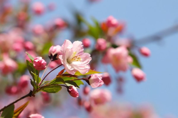 розовая яблоня