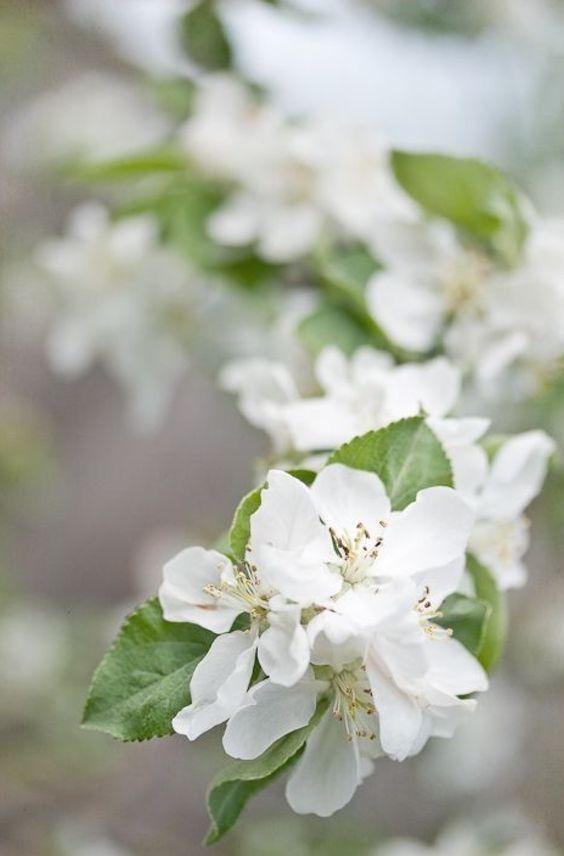 цветущие яблони