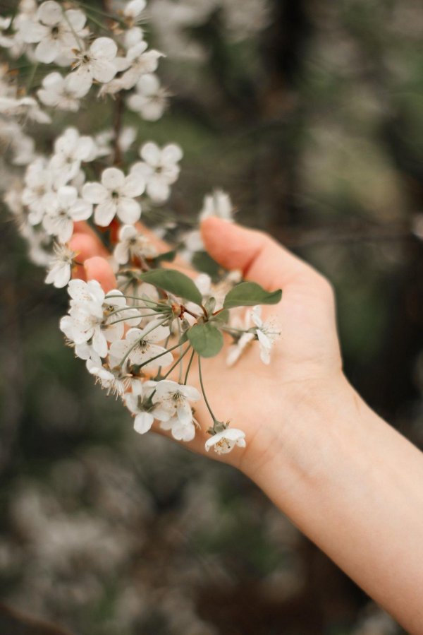 эстетика цветов