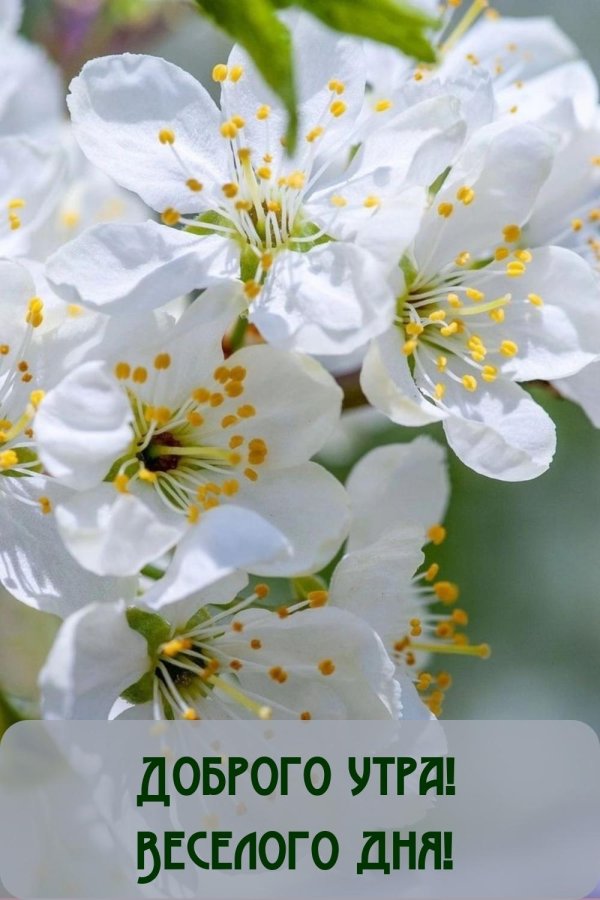 доброе утро доброе утро