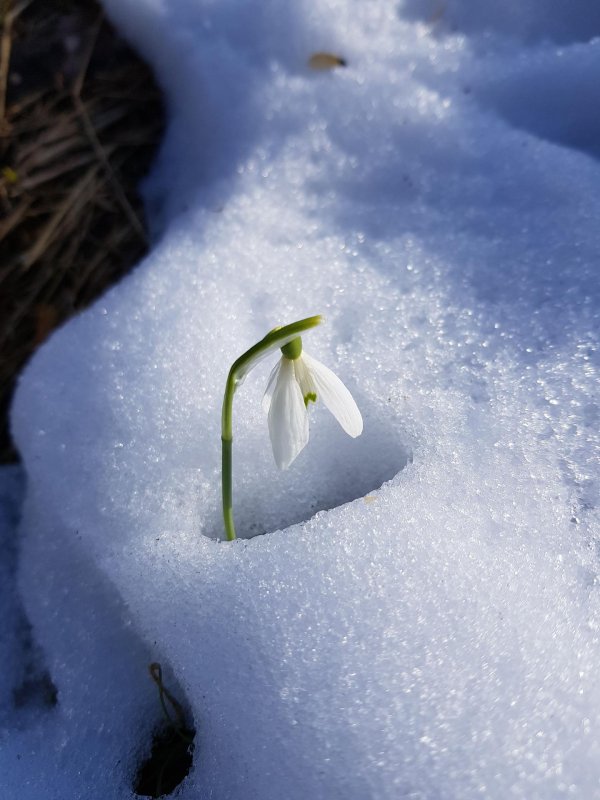 подснежники под снегом