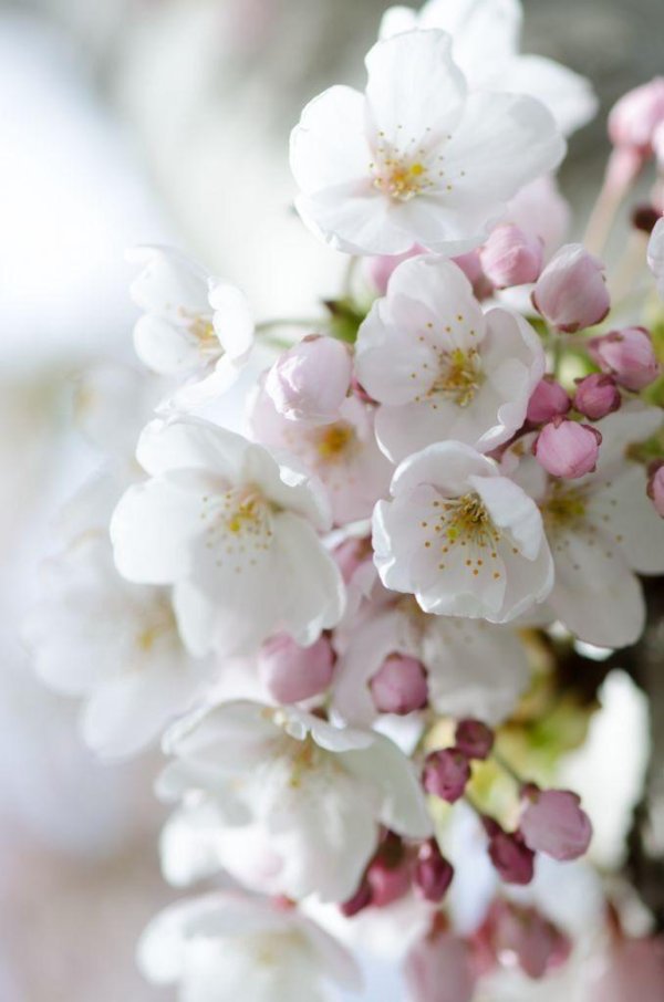 белая сакура