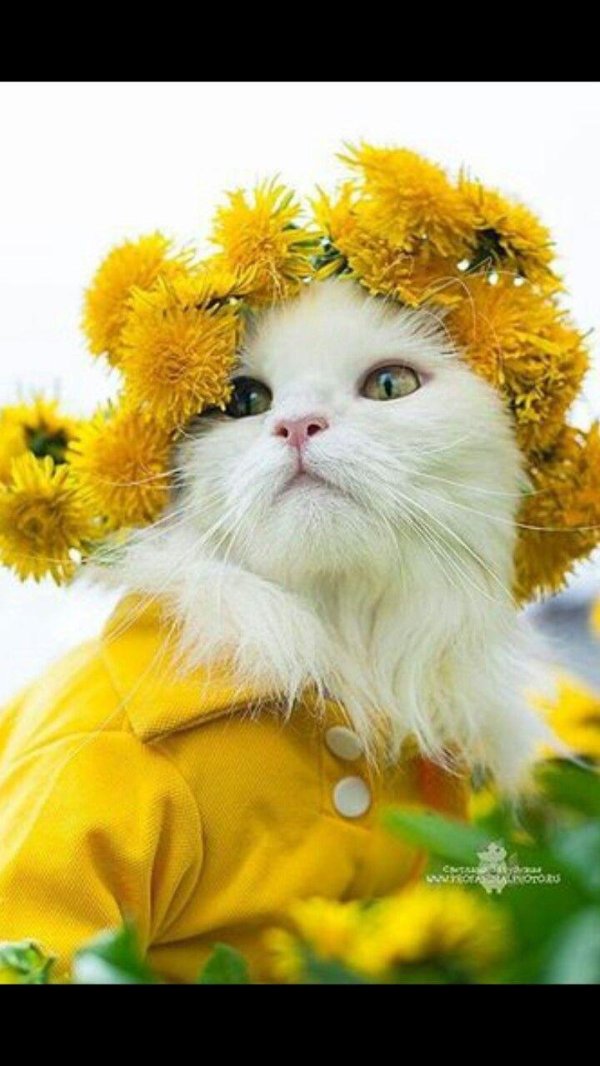 котенок одуванчик