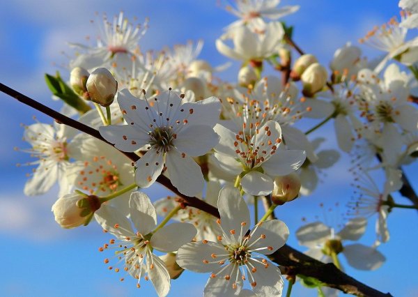 белая вишня