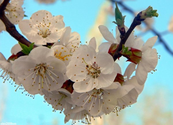 абрикос цветение