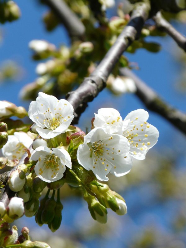 соцветие черешни