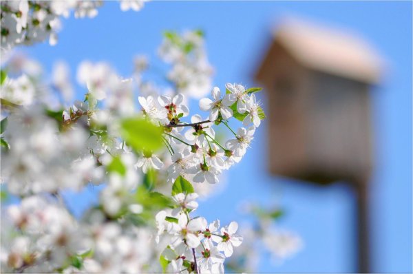 цветущая алыча дерево