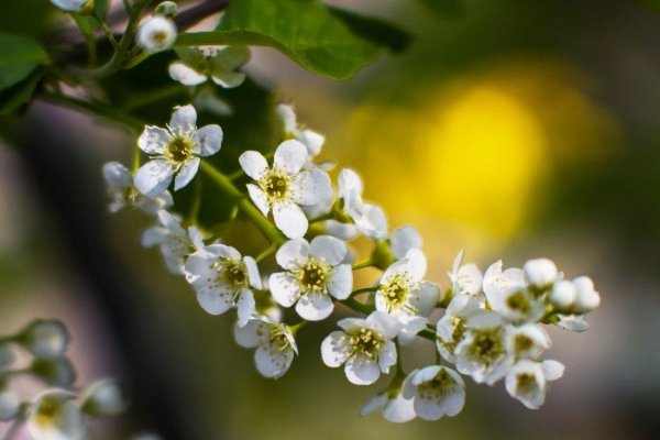 цветущая черёмуха