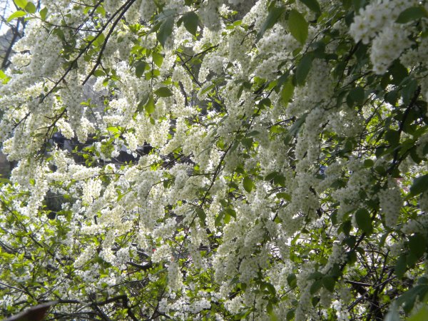 черёмуха цветущая белая