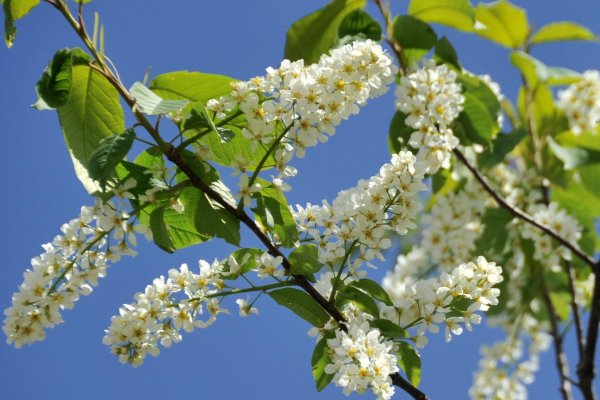 цветет черемуха