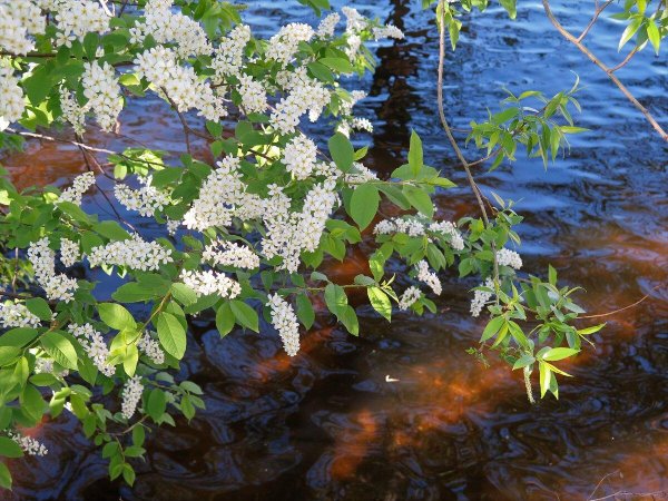 черёмуха душистая цветет