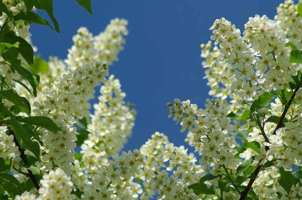черёмуха цветущая белая
