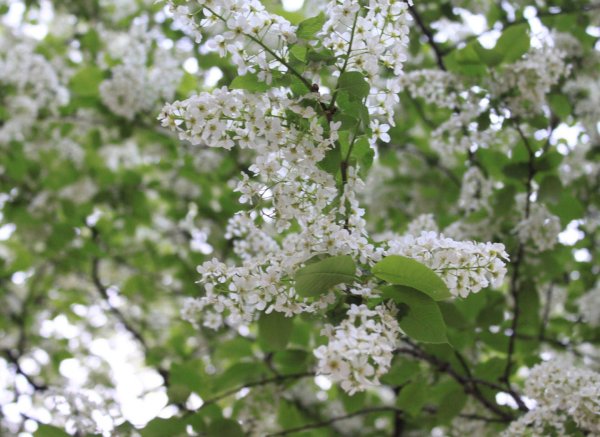 черёмуха цветущая белая