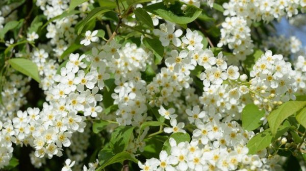 обыкновенная черёмуха