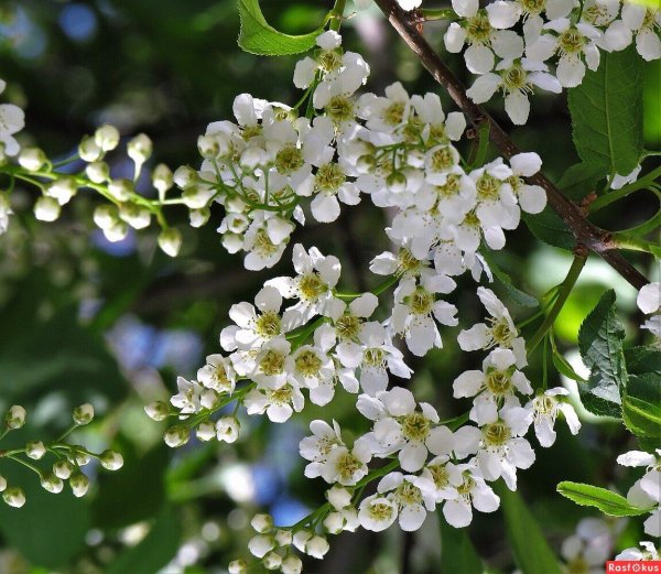 черёмуха обыкновенная куст