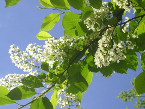 цветет черемуха