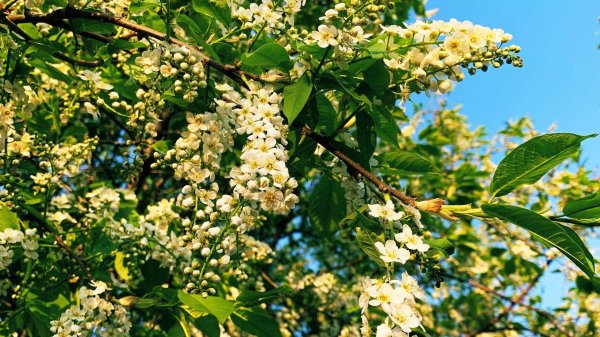 черемуха prunus padus