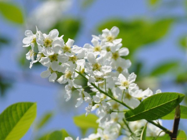 цветет черемуха