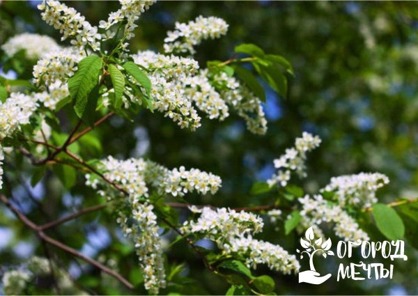 обыкновенная черёмуха