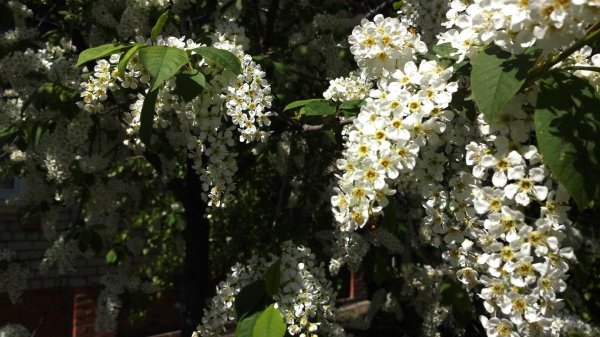 черемуха куст