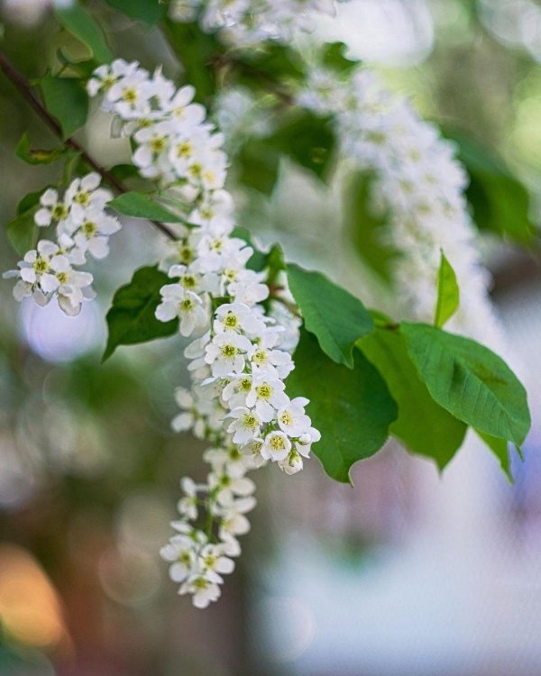 дерево черемуха