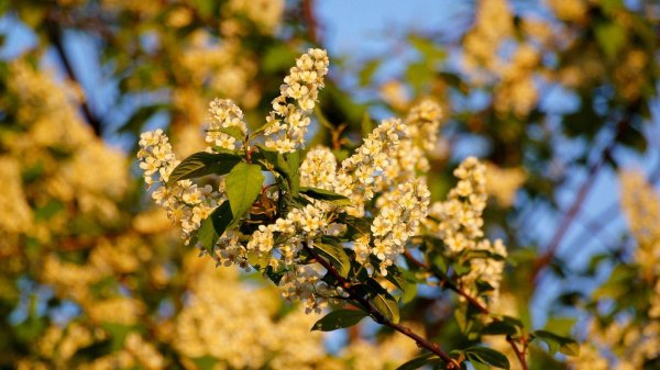 цветет черемуха