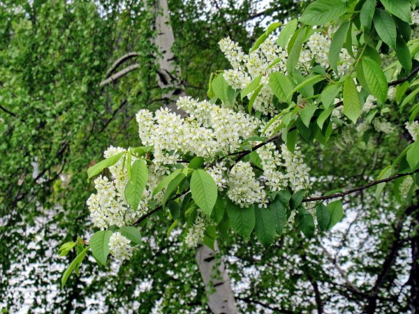 маака черемуха