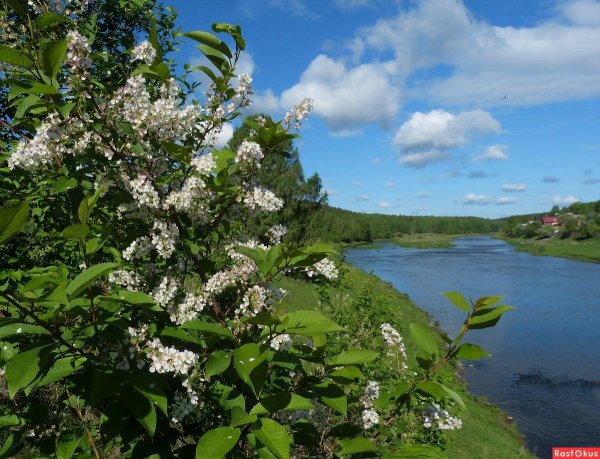 черемуха ива ольха
