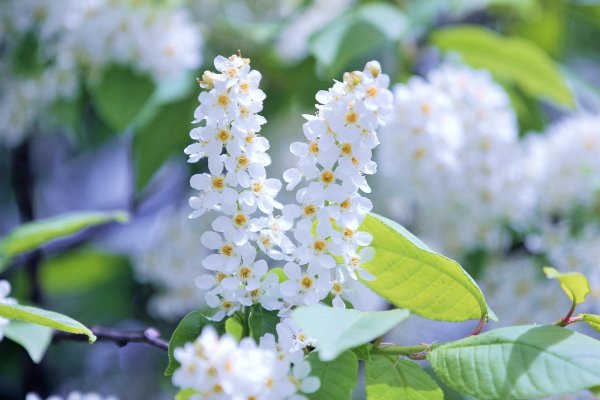 черёмуха цветущая белая