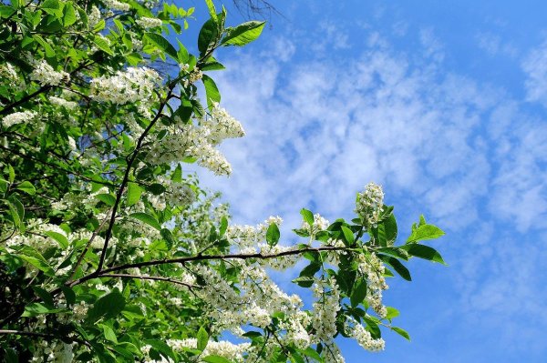 черёмуха цветущая белая