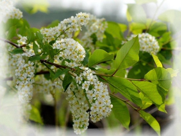 черемуха душистая