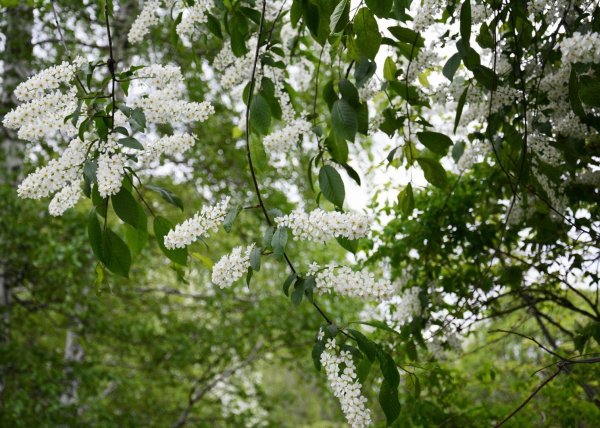 черёмуха цветущая белая