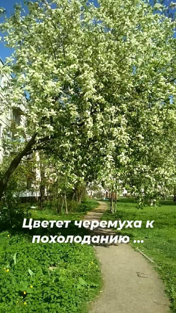 черёмуха цветёт к похолоданию