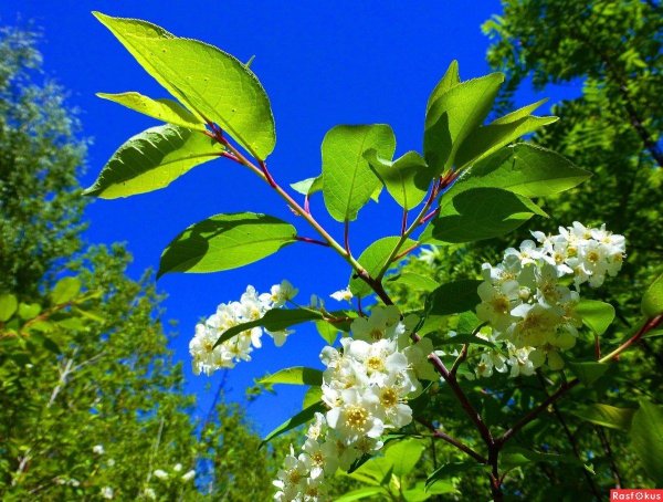 черёмуха цветущая белая