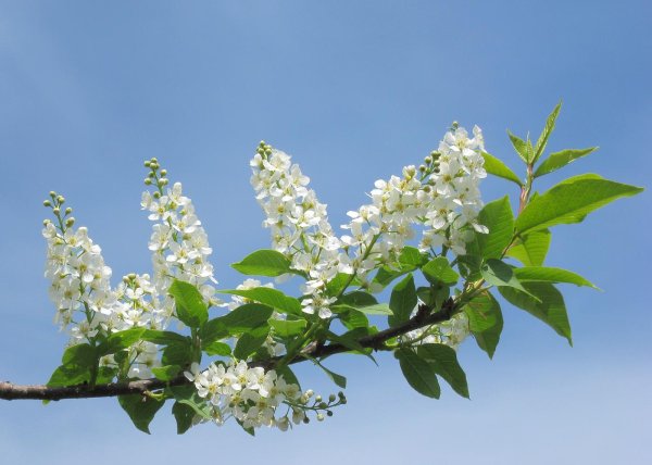 черёмуха цветущая белая