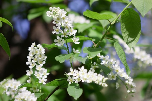 черемуха виргинская цветение