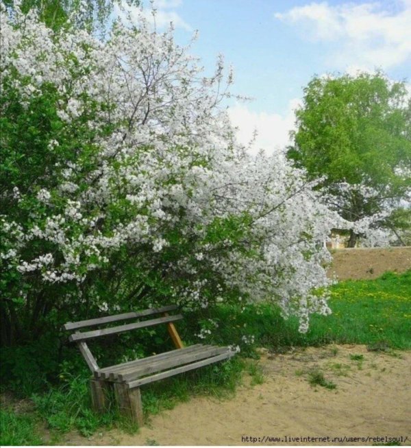 вишня кустарниковая степная