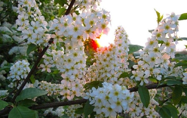 черемуха куст