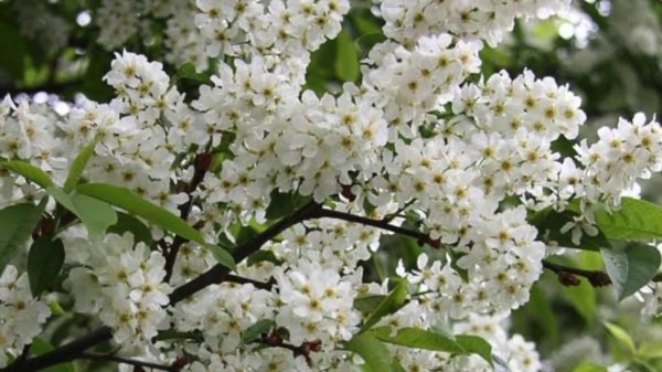 черёмуха цветёт